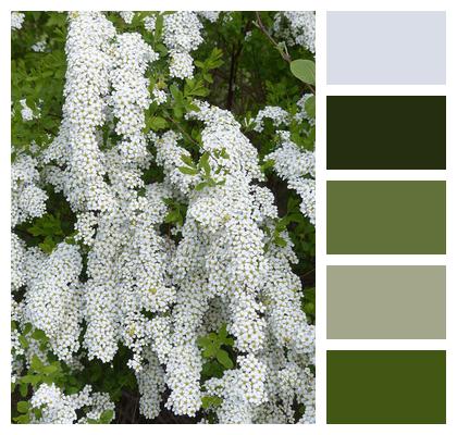 Blossoms Bride Spiere Ornamental Shrub Image